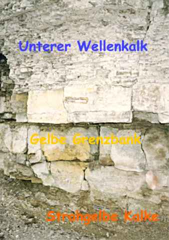 Aufschluß 4 (Ulmers Ruh): Übergang Oberer Buntsandstein/Unterer Muschelkalk mit der Gelben Grenzbank 